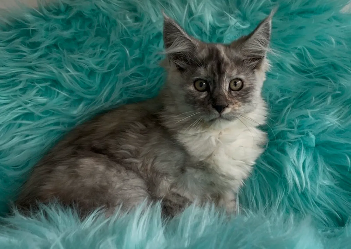 Female Maine coon kitten - Image 3