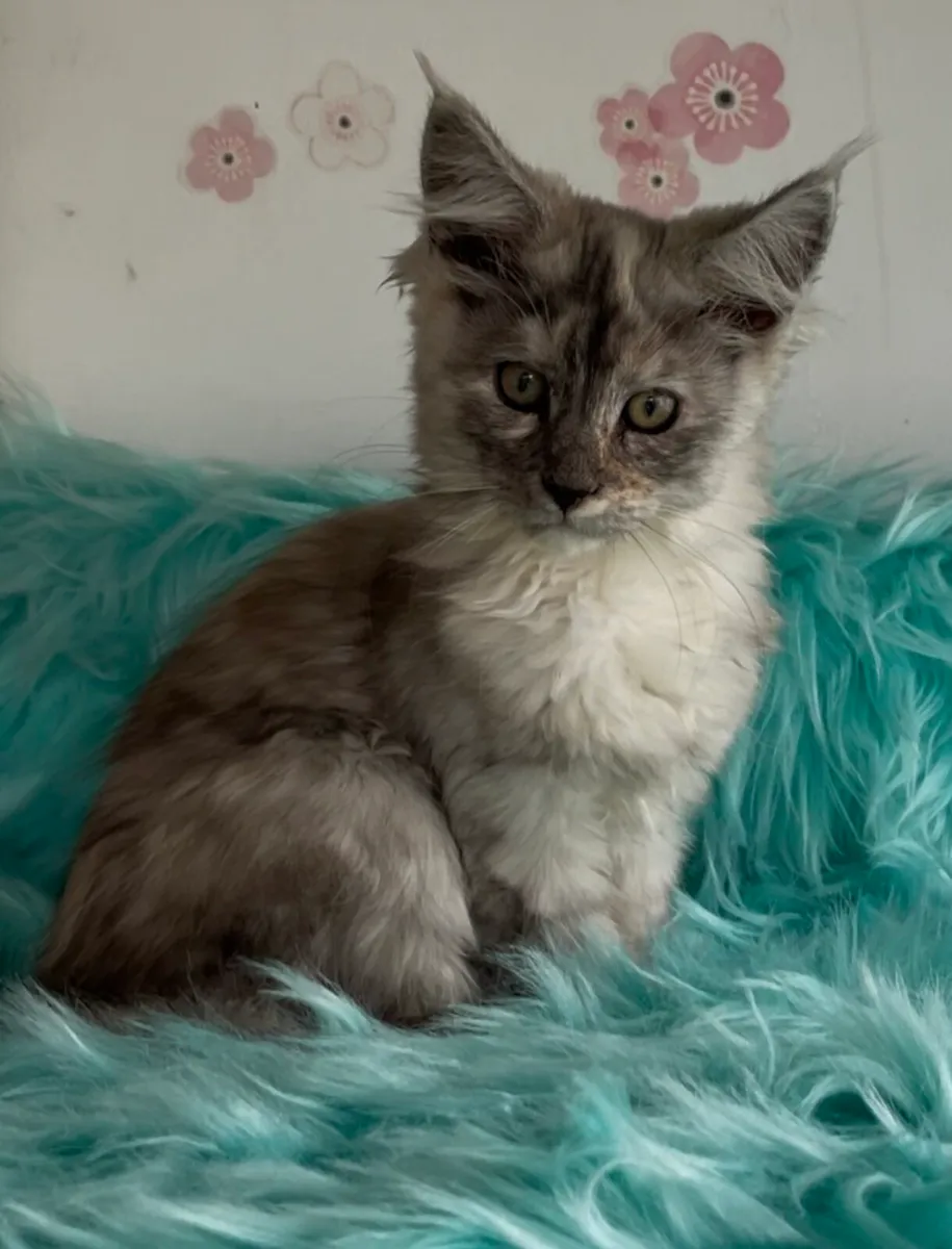 Female Maine coon kitten - Image 4