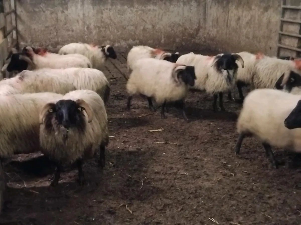Black face suffolk x store lambs - Image 1