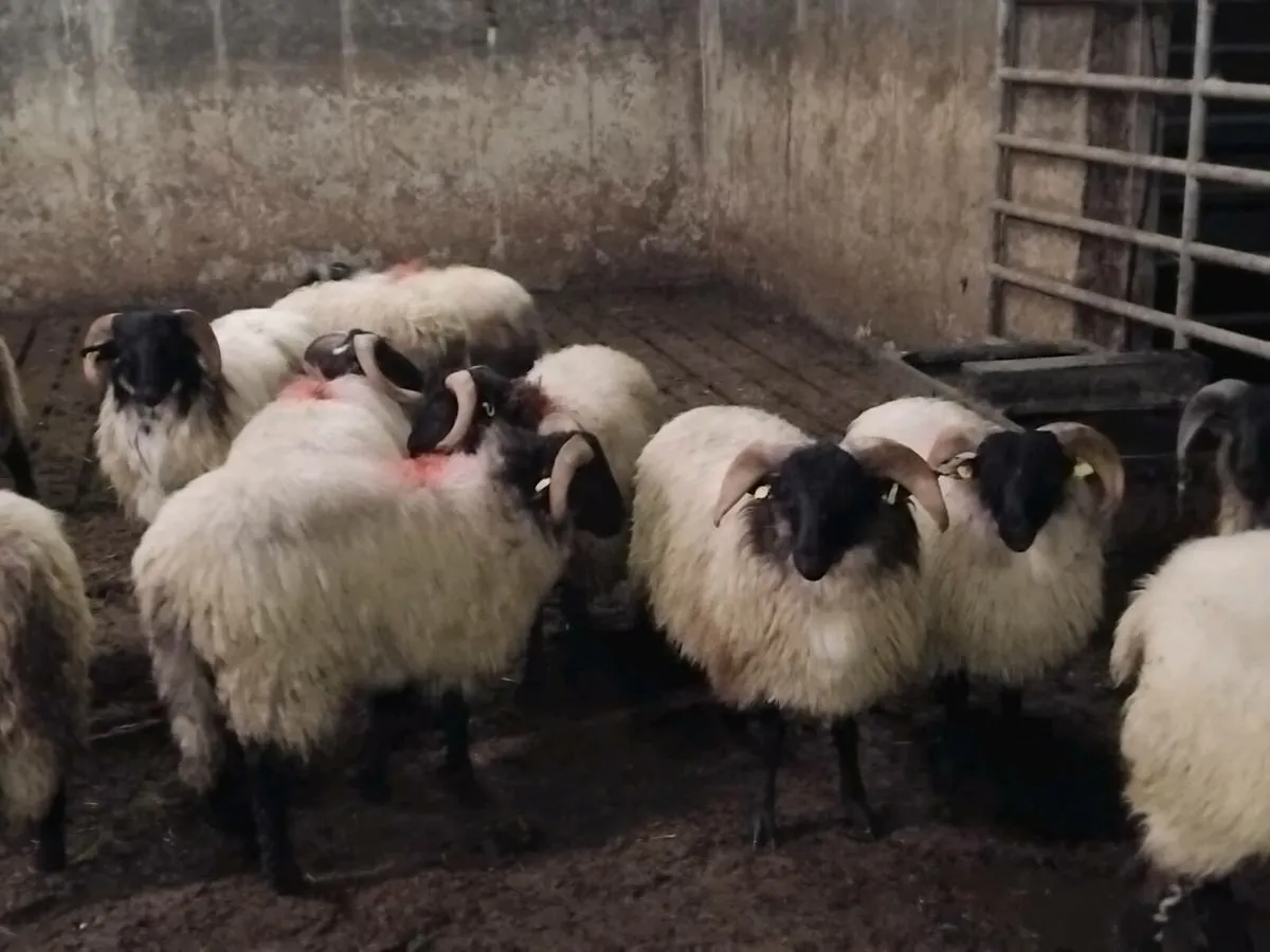 Black face suffolk x store lambs - Image 2