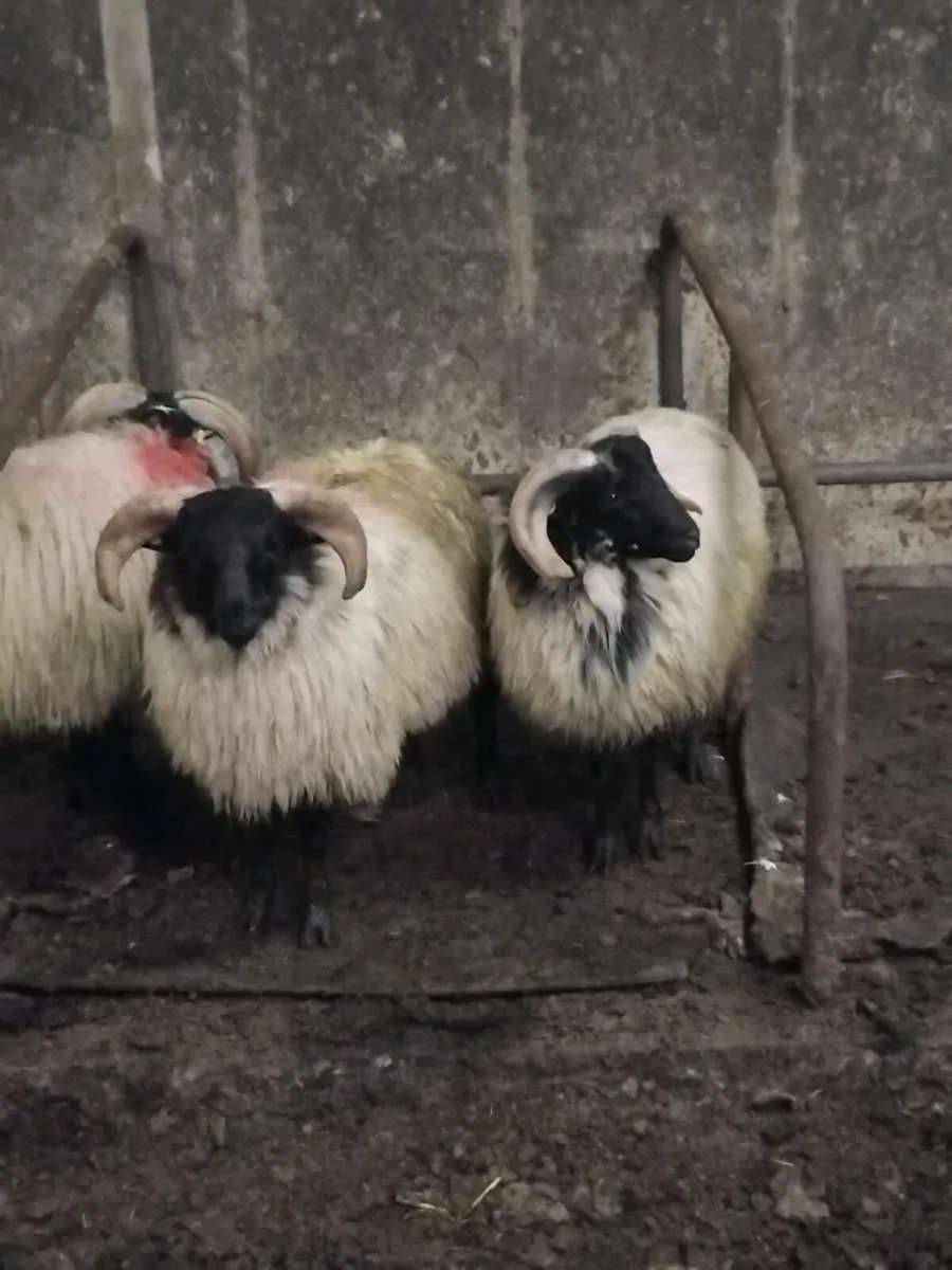 Black face suffolk x store lambs - Image 3