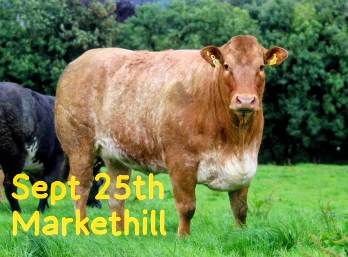 Patrick & Colin Donnelly's In Calf Heifer Sale - Image 1