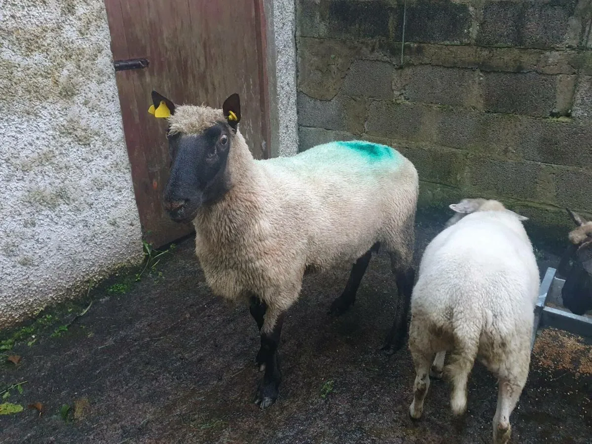 Clun Ram - Image 1