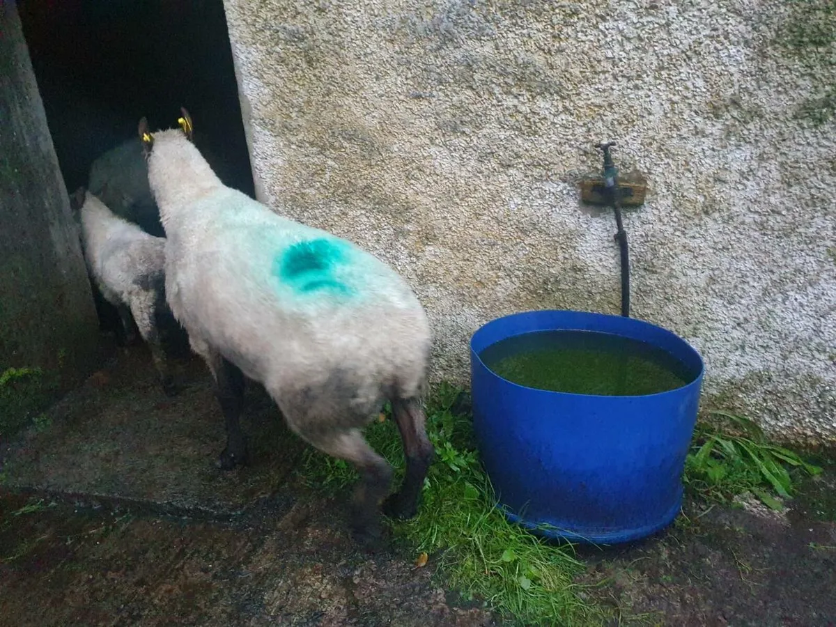 Clun Ram - Image 2