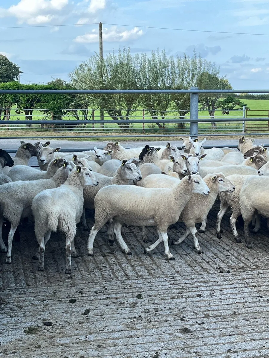Hoggets - Image 2