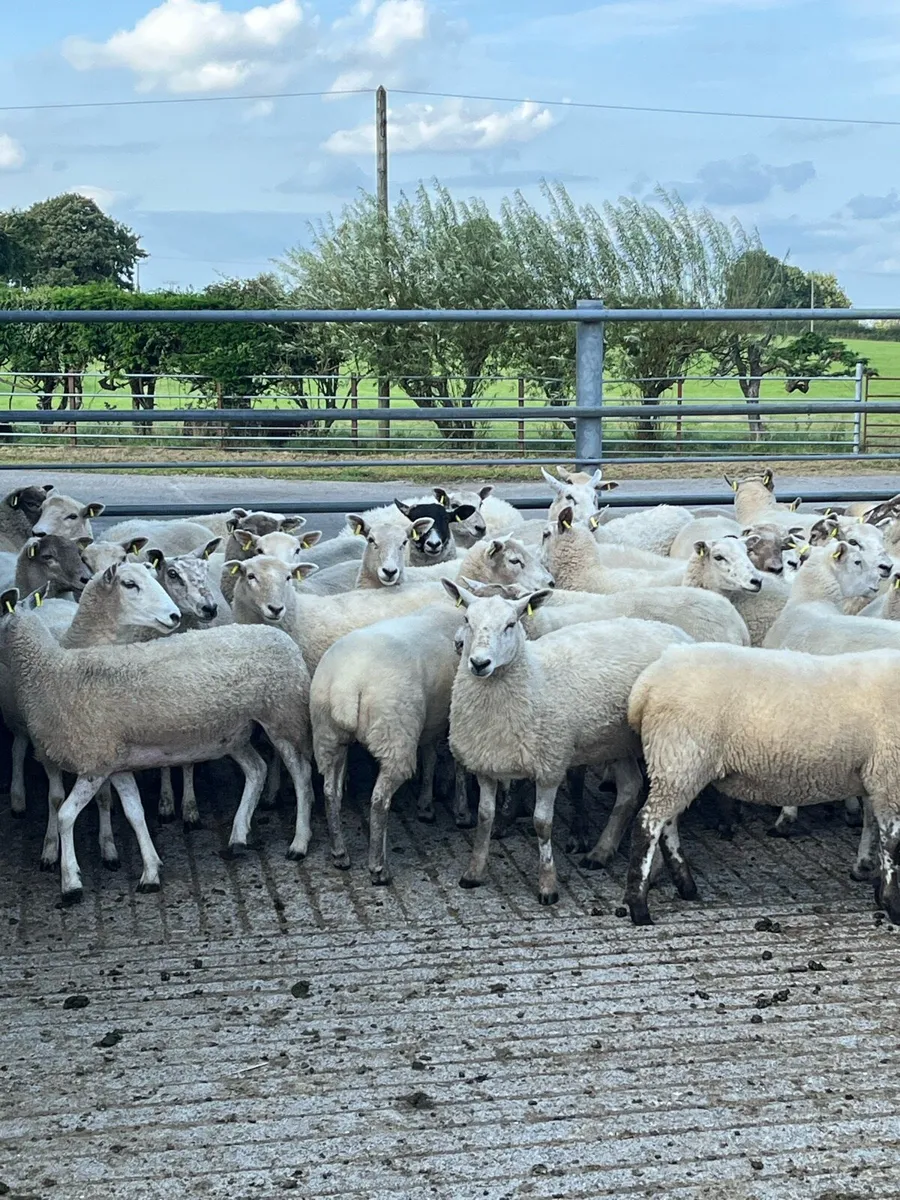 Hoggets - Image 3