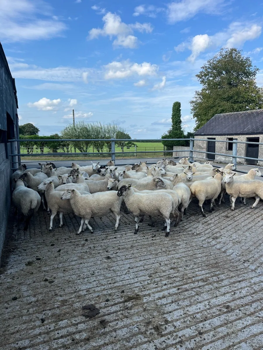 Hoggets - Image 4