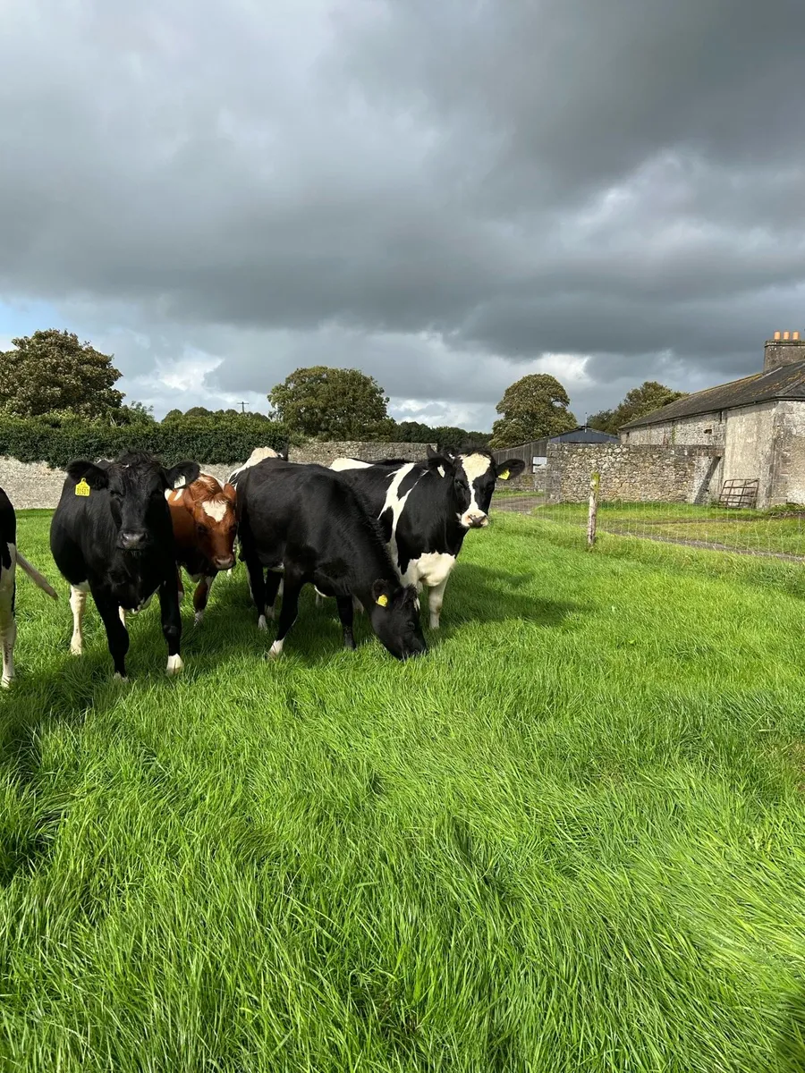Incalf heifers - Image 1