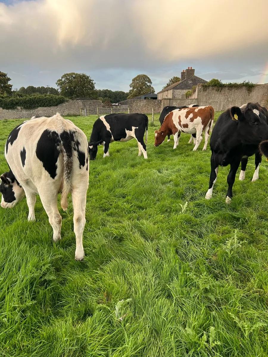Incalf heifers - Image 3
