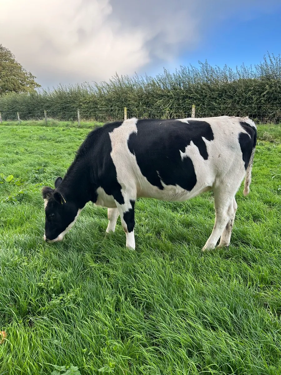 Incalf heifers - Image 4