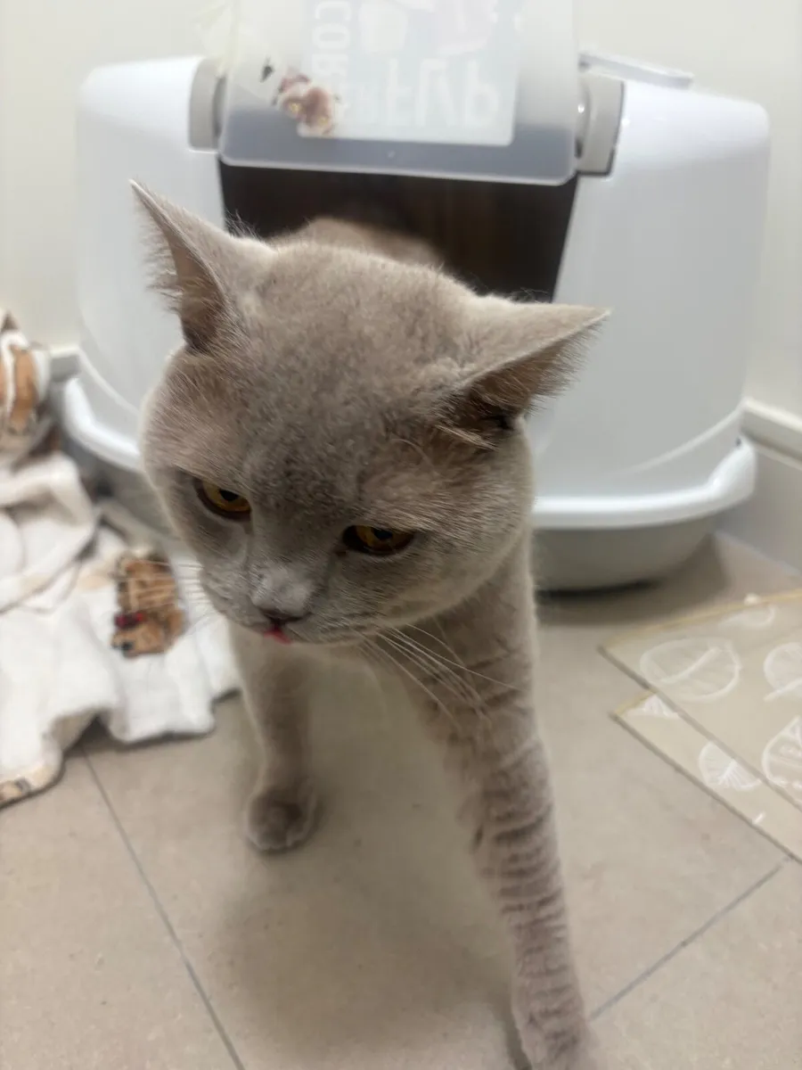 British shorthair - Image 1