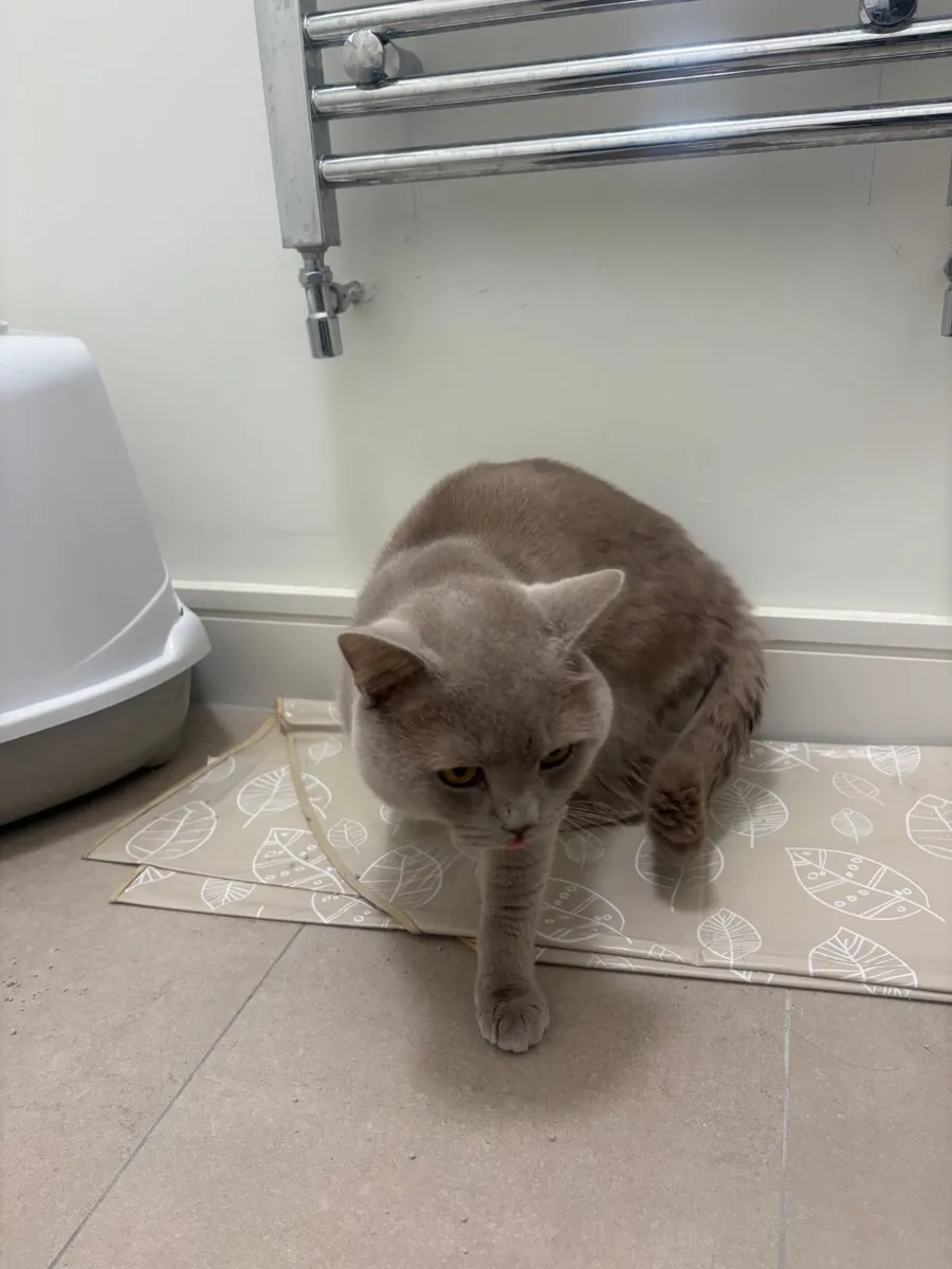 British shorthair - Image 2