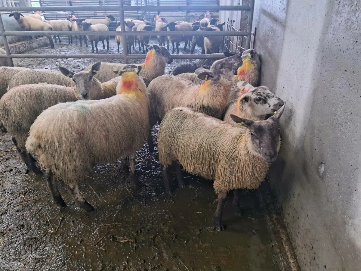 10 Mule / Texel ewe lambs - Image 1