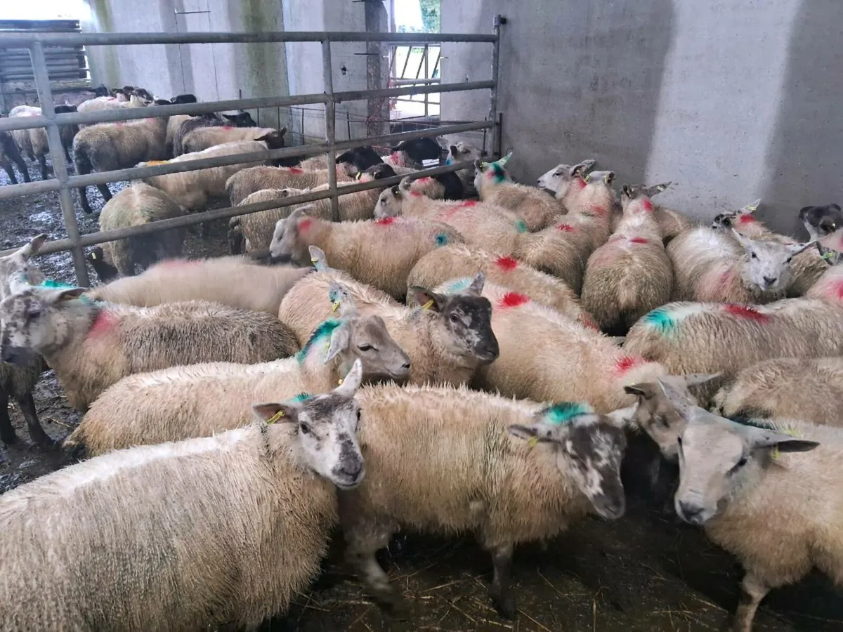 22 Texel / rouge ewe lambs - Image 1