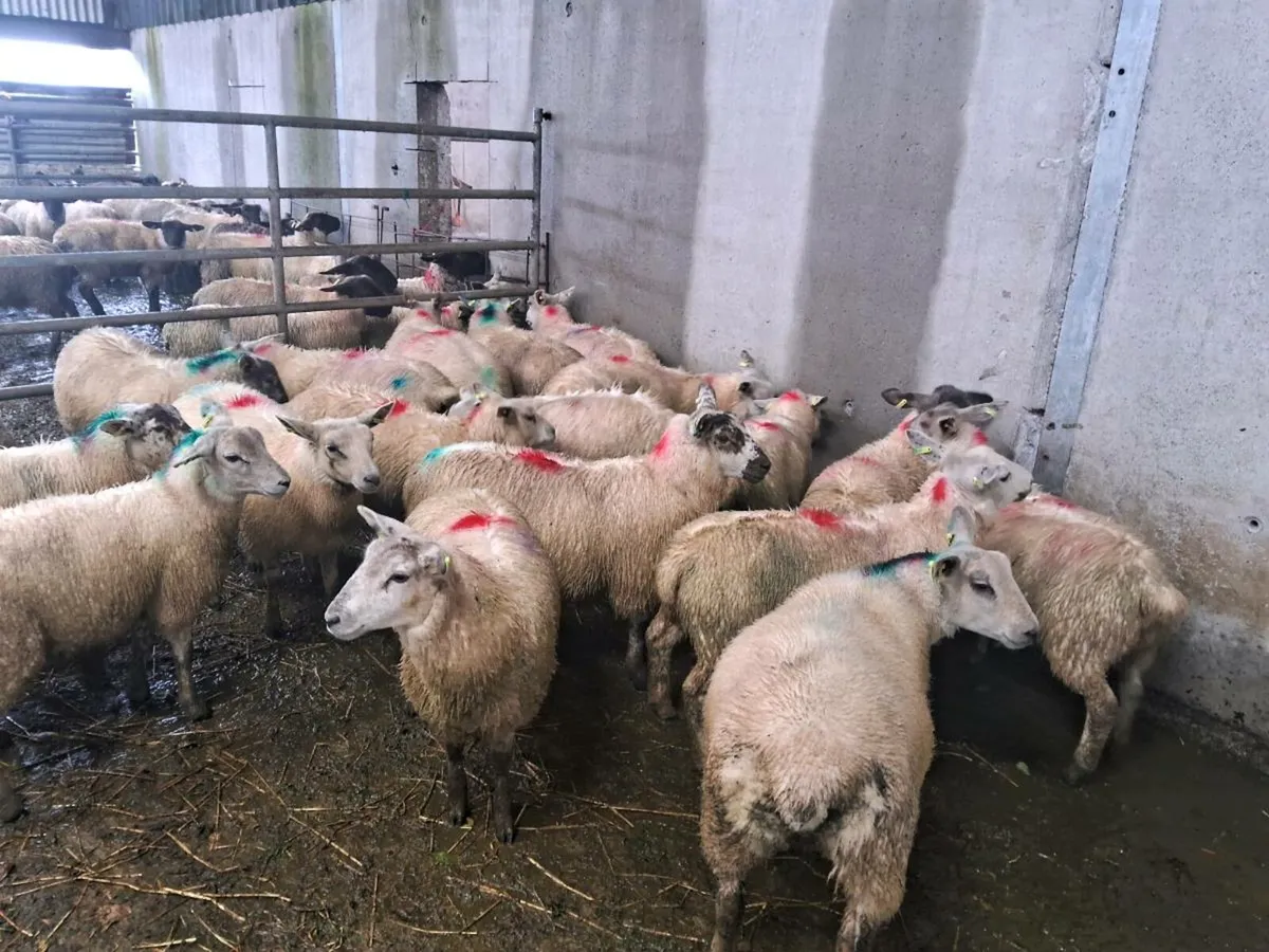 22 Texel / rouge ewe lambs - Image 2