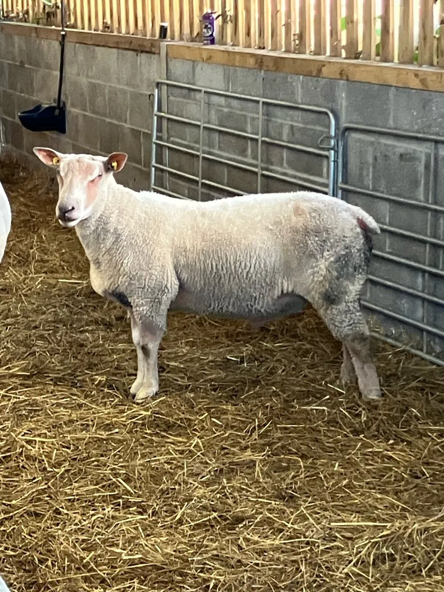 5 Star SIS eligible Hogget Ram - Image 1