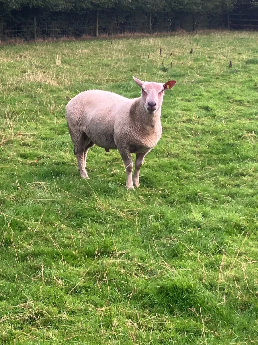 5 Star SIS eligible Hogget Ram - Image 2