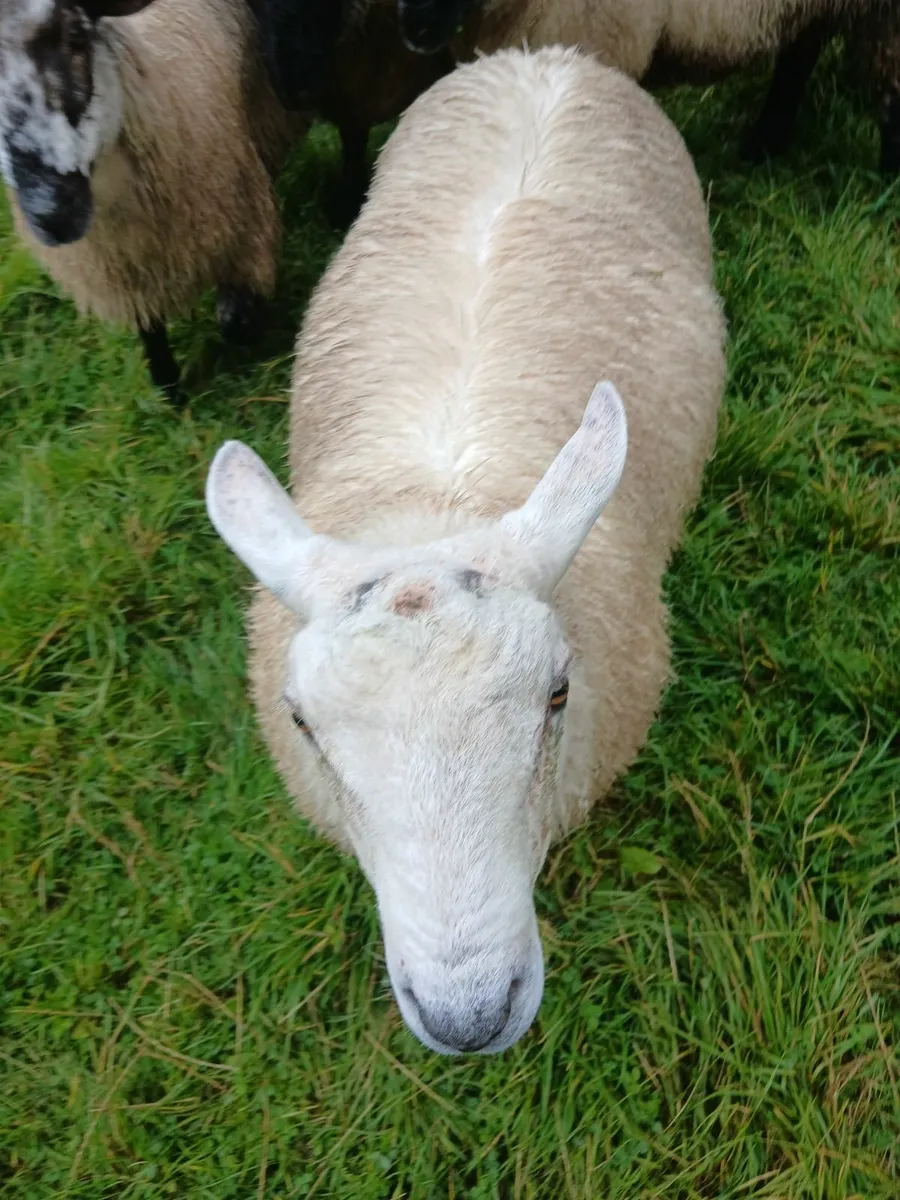Ram lamb - Image 2
