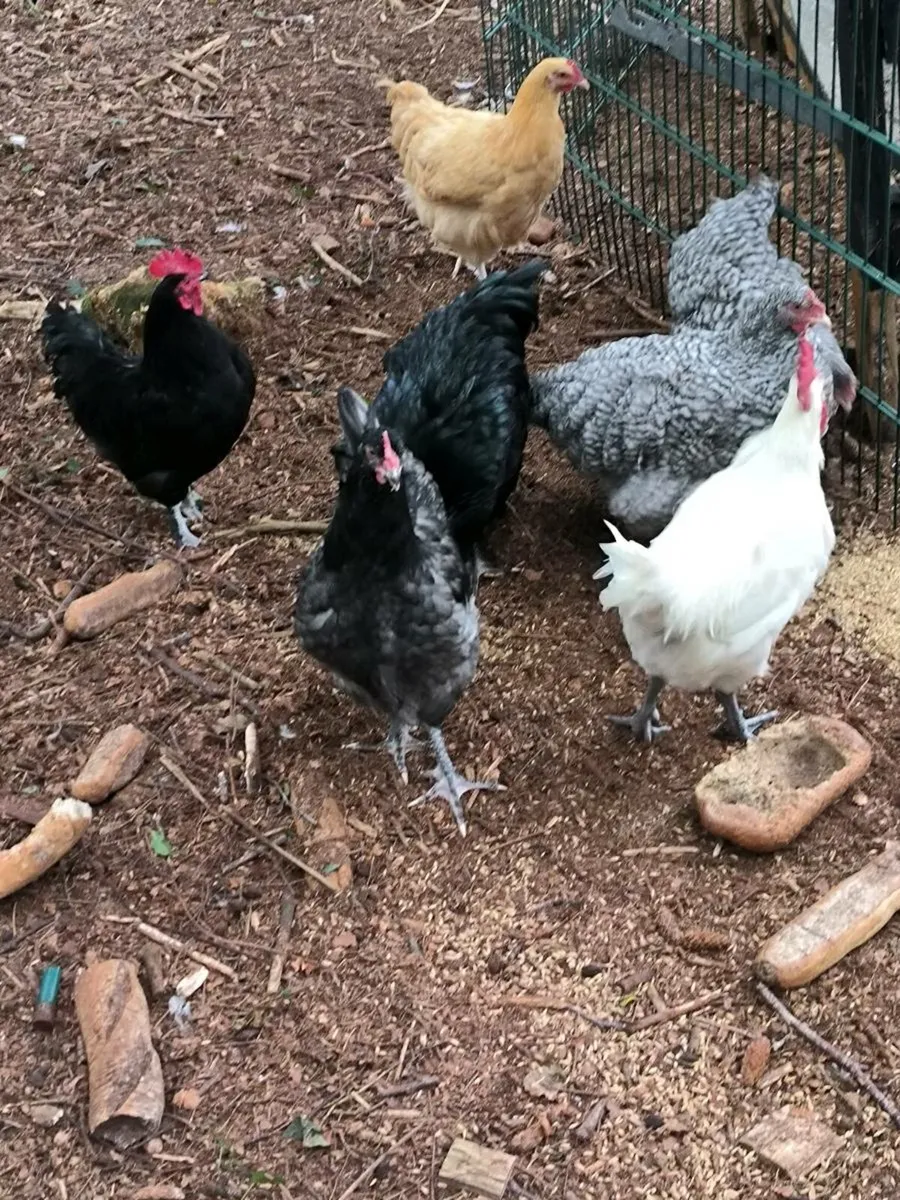 Selection of Pure breed Roosters and some mix - Image 1