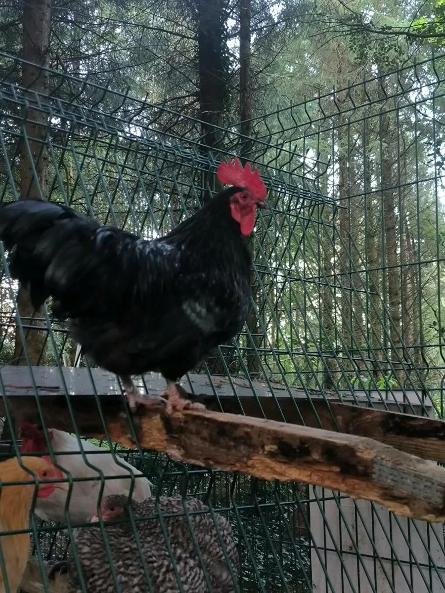 Selection of Pure breed Roosters and some mix - Image 3