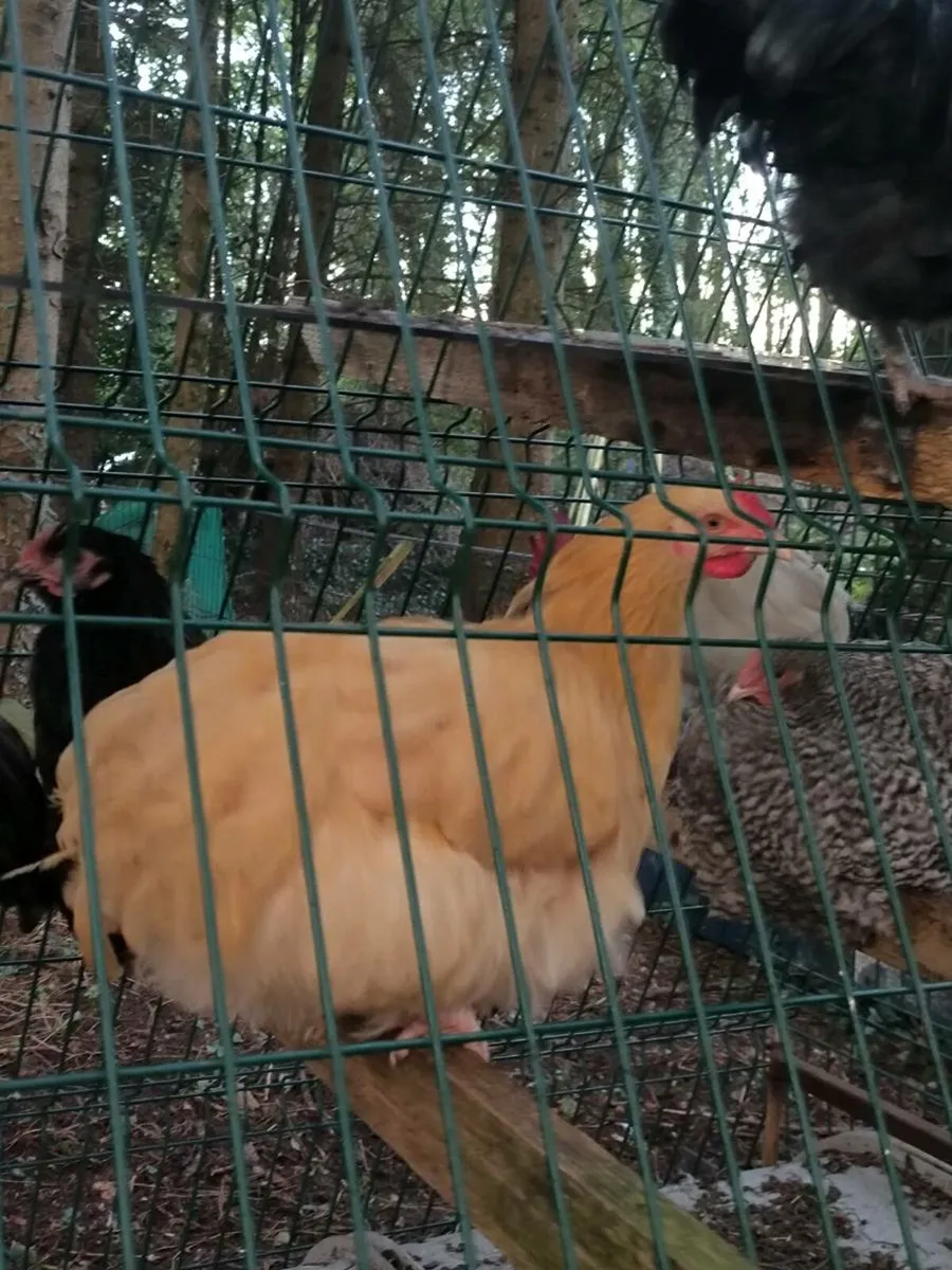 Selection of Pure breed Roosters and some mix - Image 4