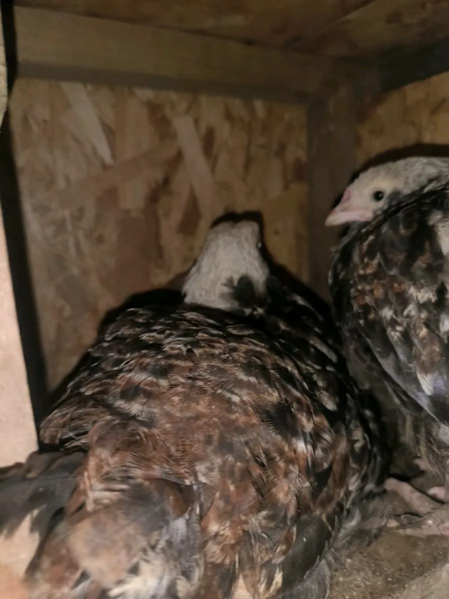 Selection of Pure breed Roosters and a mix - Image 4