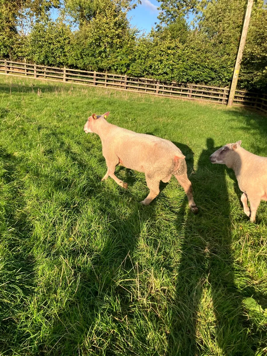 5 Star SIS eligible Hogget Ram - Image 3