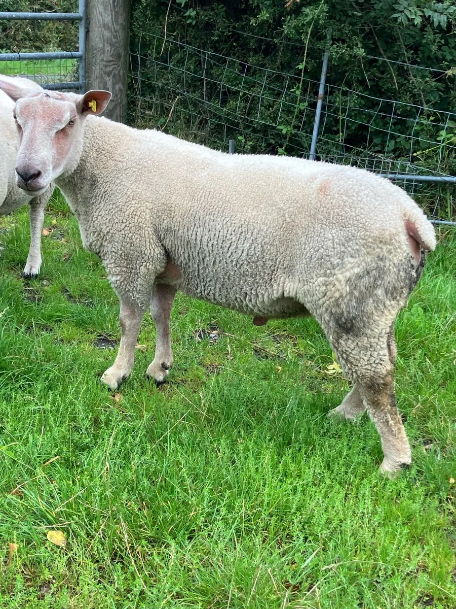 5 Star SIS eligible Hogget Ram - Image 4