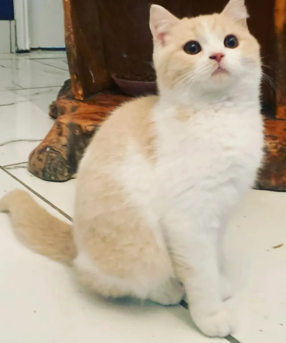 British shorthair Cats 😛😝😝😜😜 - Image 1