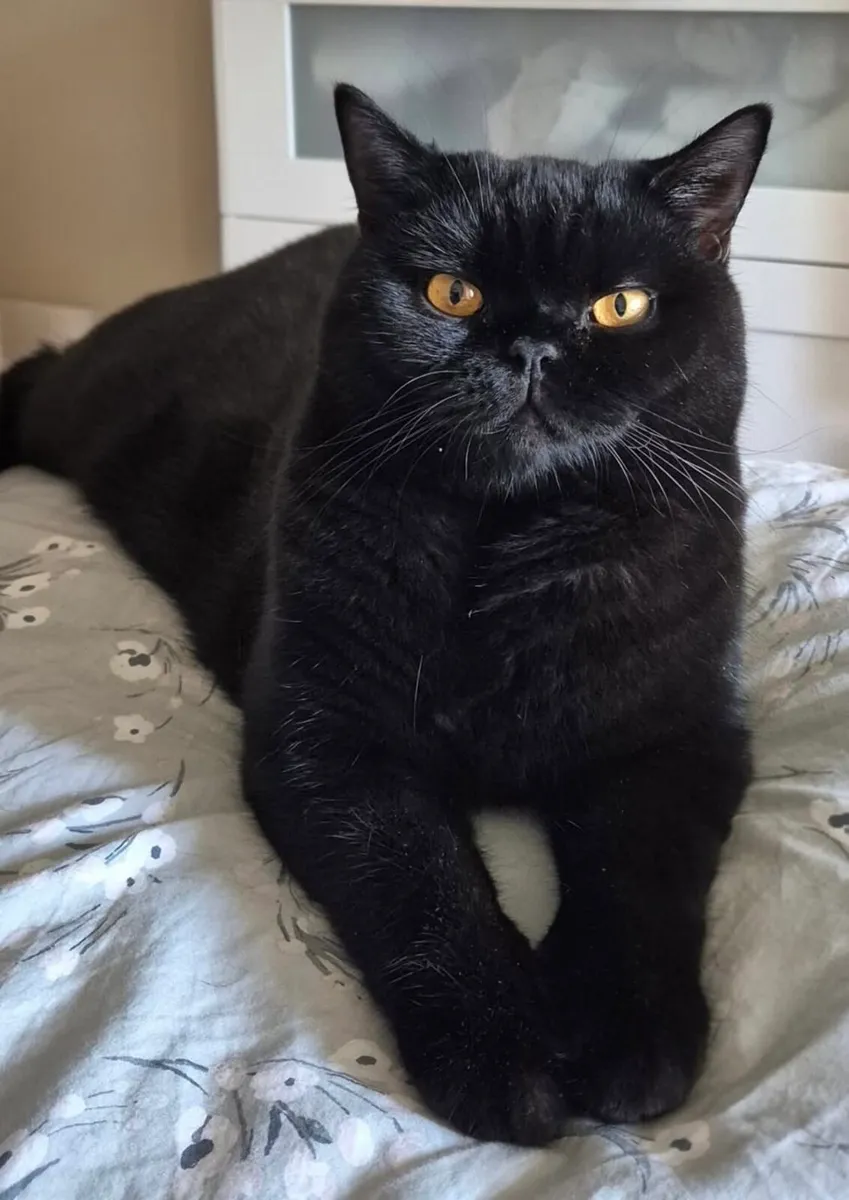 British shorthair Cats 😛😝😝😜😜 - Image 2