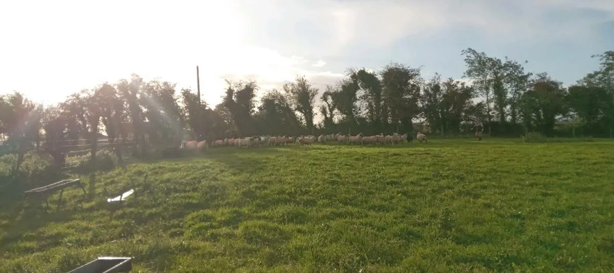 100 + ewe lambs - Image 1