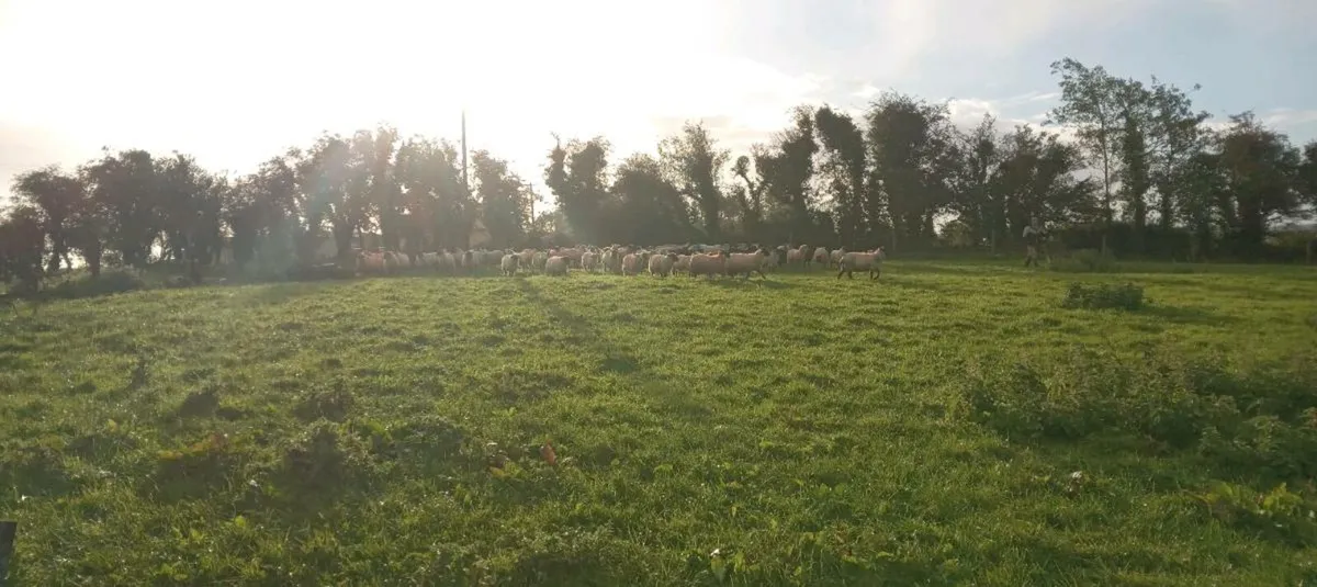 100 + ewe lambs - Image 3