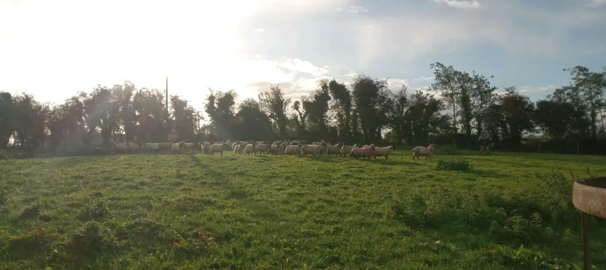100 + ewe lambs - Image 4