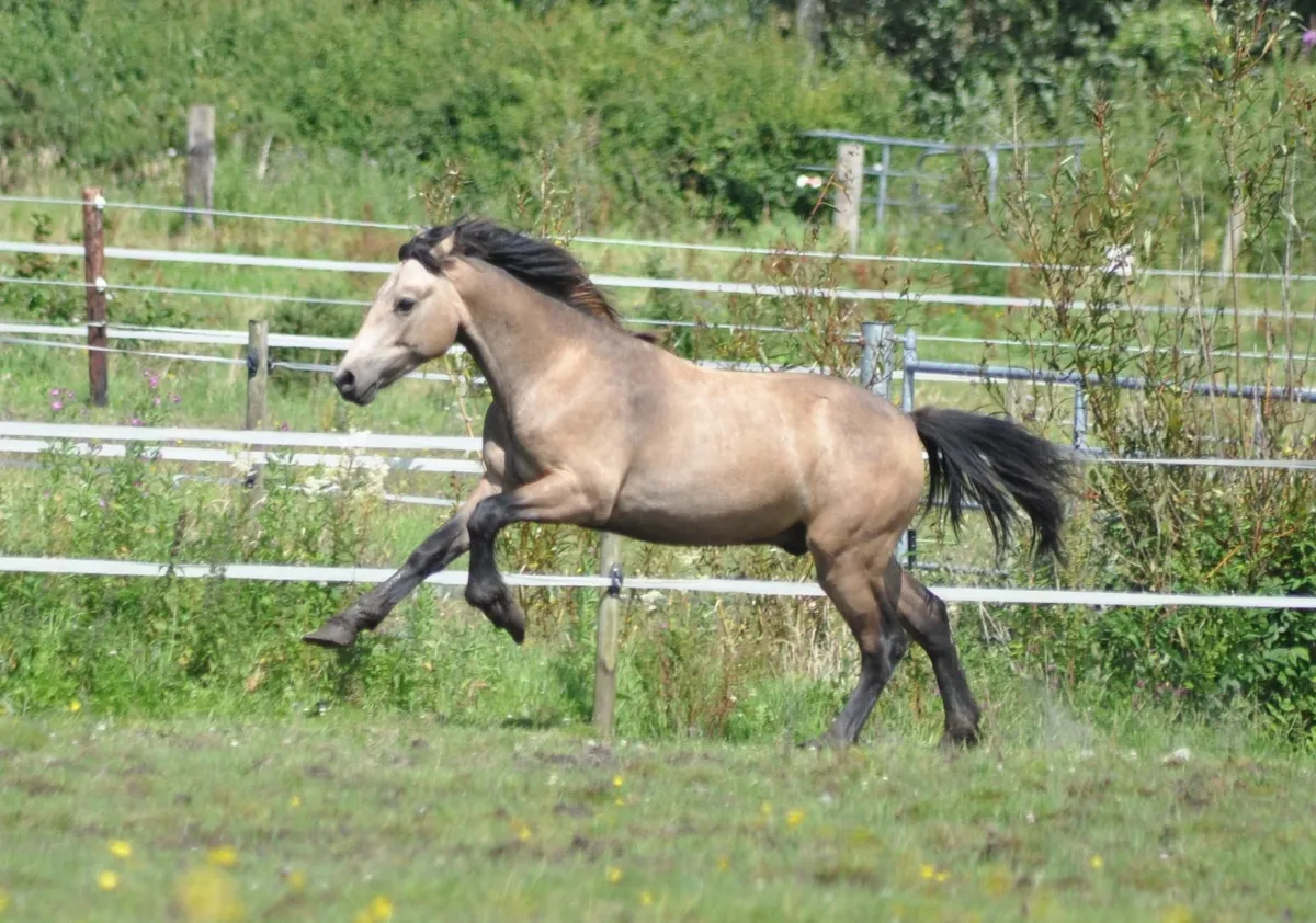 Dun Yearling  Connemara x ISH - Image 1