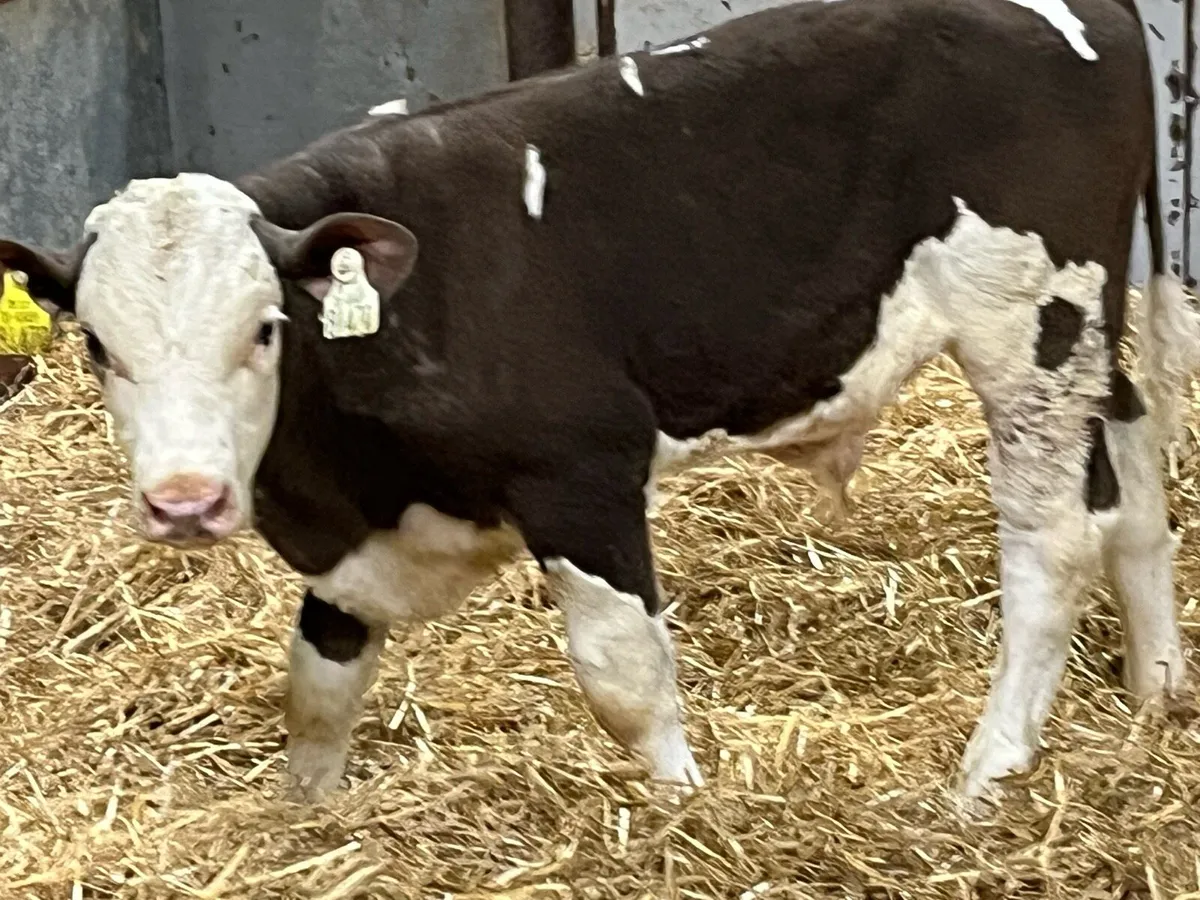 Calves For Sale - Image 4