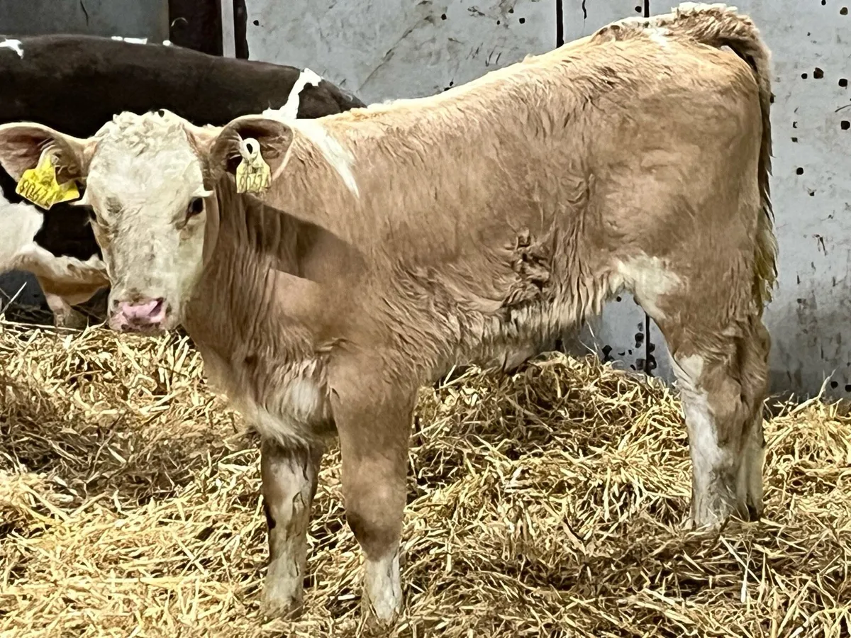 Calves For Sale - Image 1
