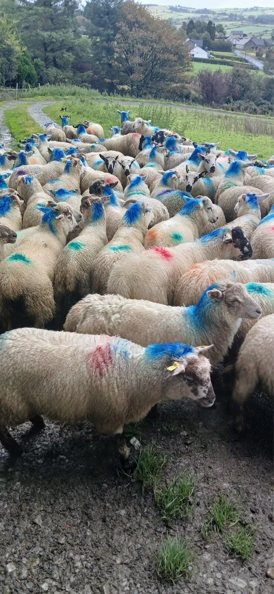 Store lambs - Image 2