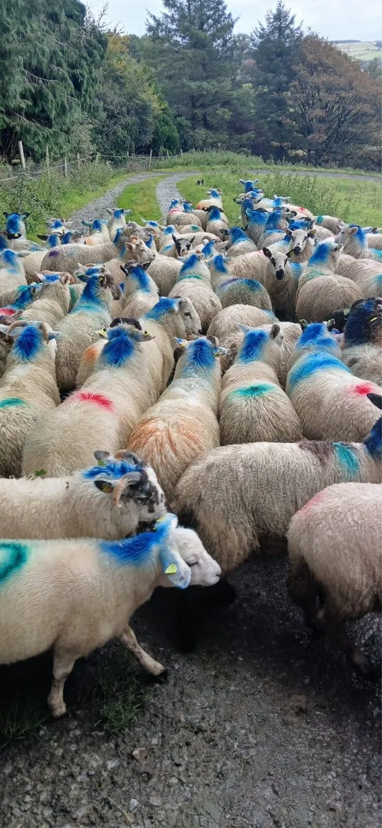 Store lambs - Image 3