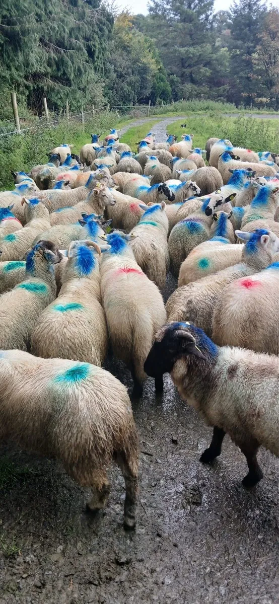 Store lambs - Image 4