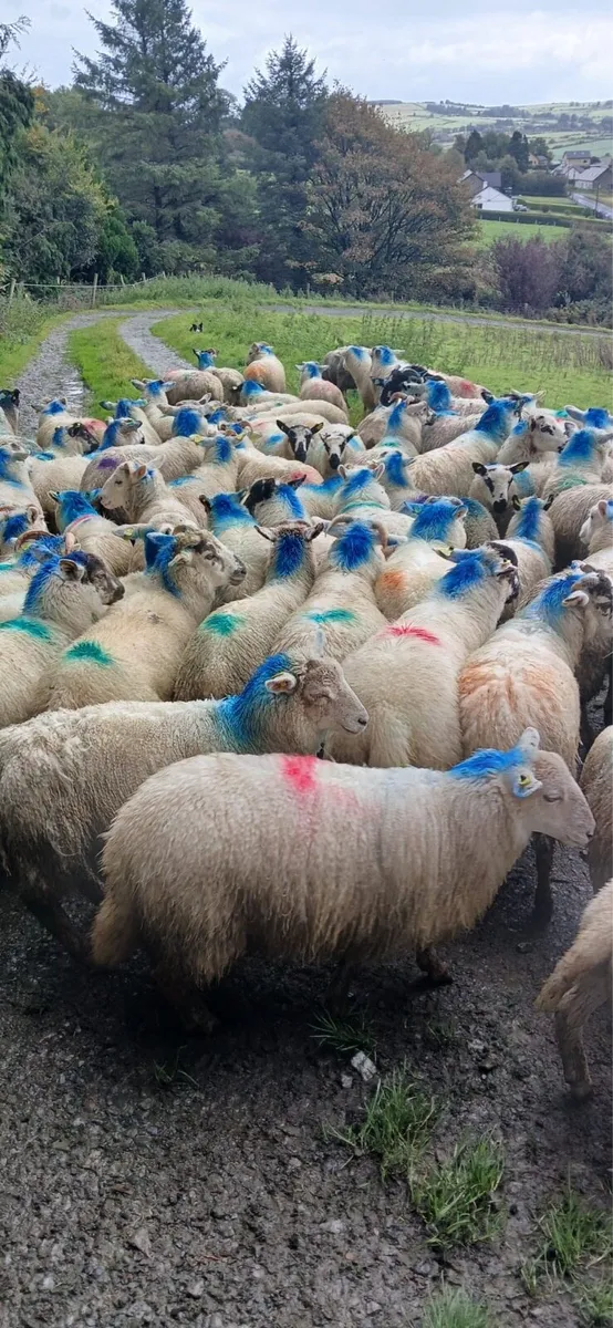 Store lambs - Image 1