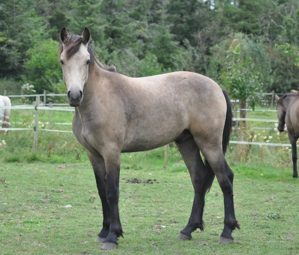 Dun Yearling  Connemara x ISH - Image 2