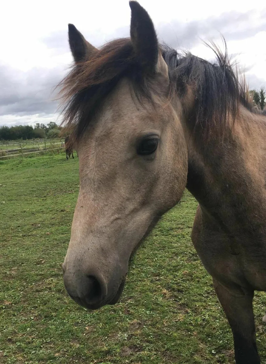 Dun Yearling  Connemara x ISH - Image 3