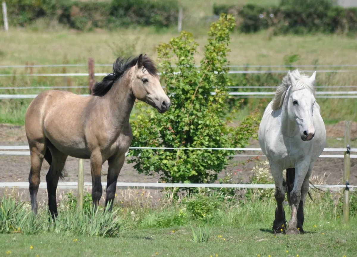 Dun Yearling  Connemara x ISH - Image 4