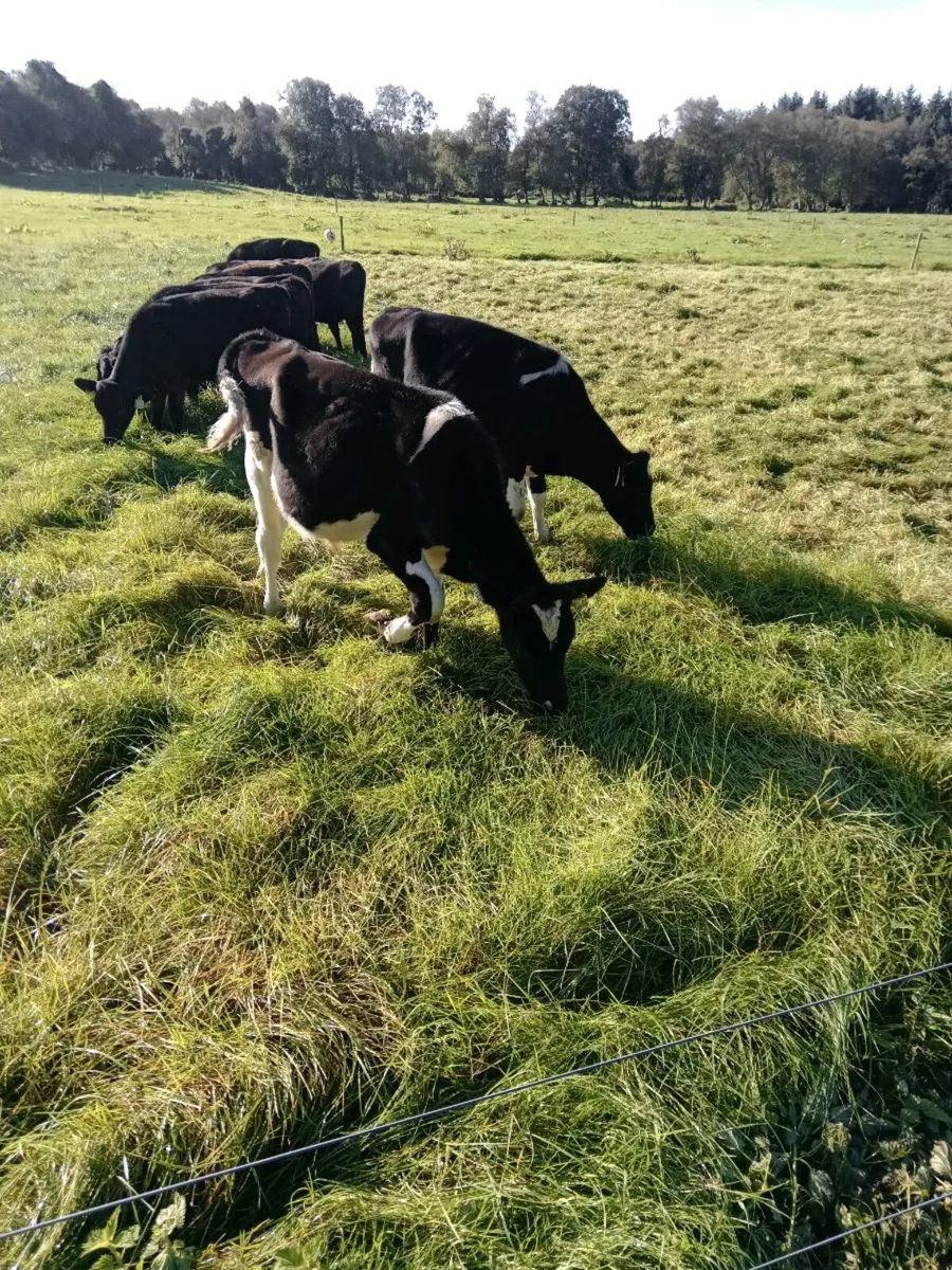 2 Fr Bull Weanlings - Image 2