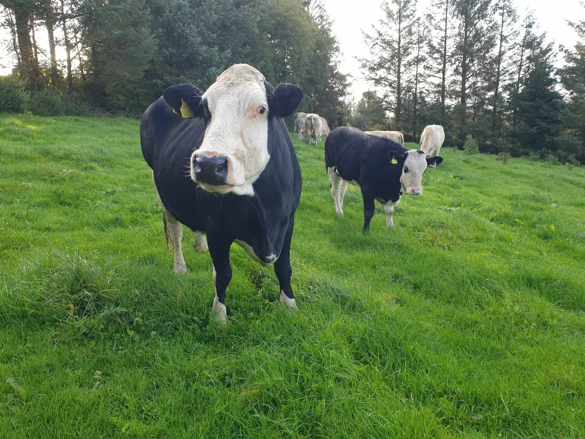 Lovely 3 star Simental cow and calf - Image 1