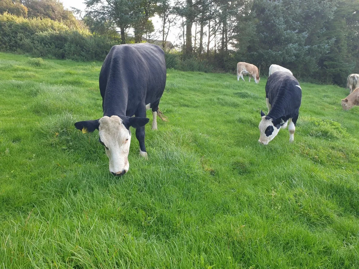 Lovely 3 star Simental cow and calf - Image 2