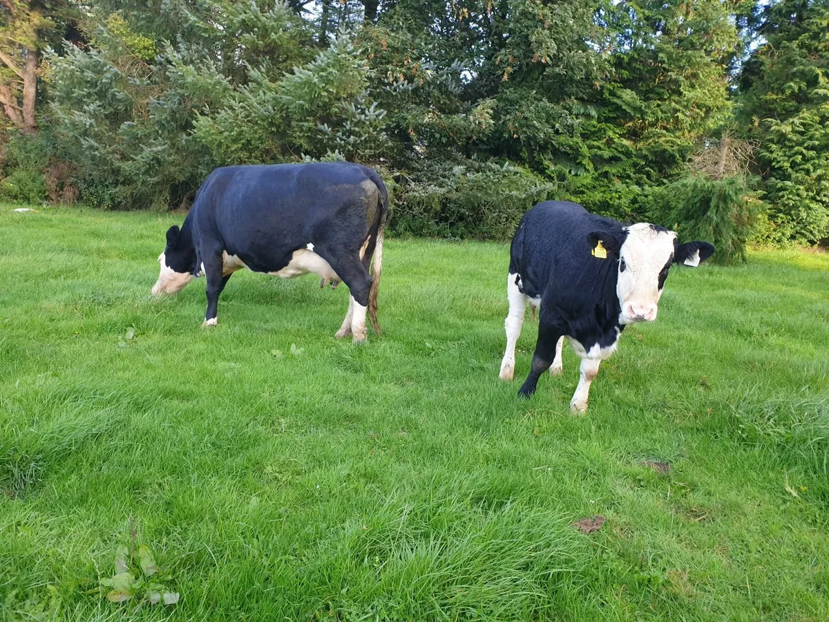 Lovely 3 star Simental cow and calf - Image 3