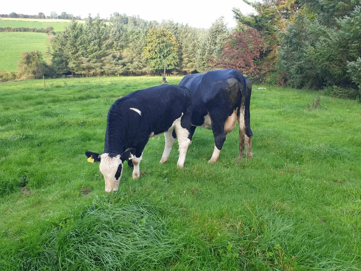 Lovely 3 star Simental cow and calf - Image 4