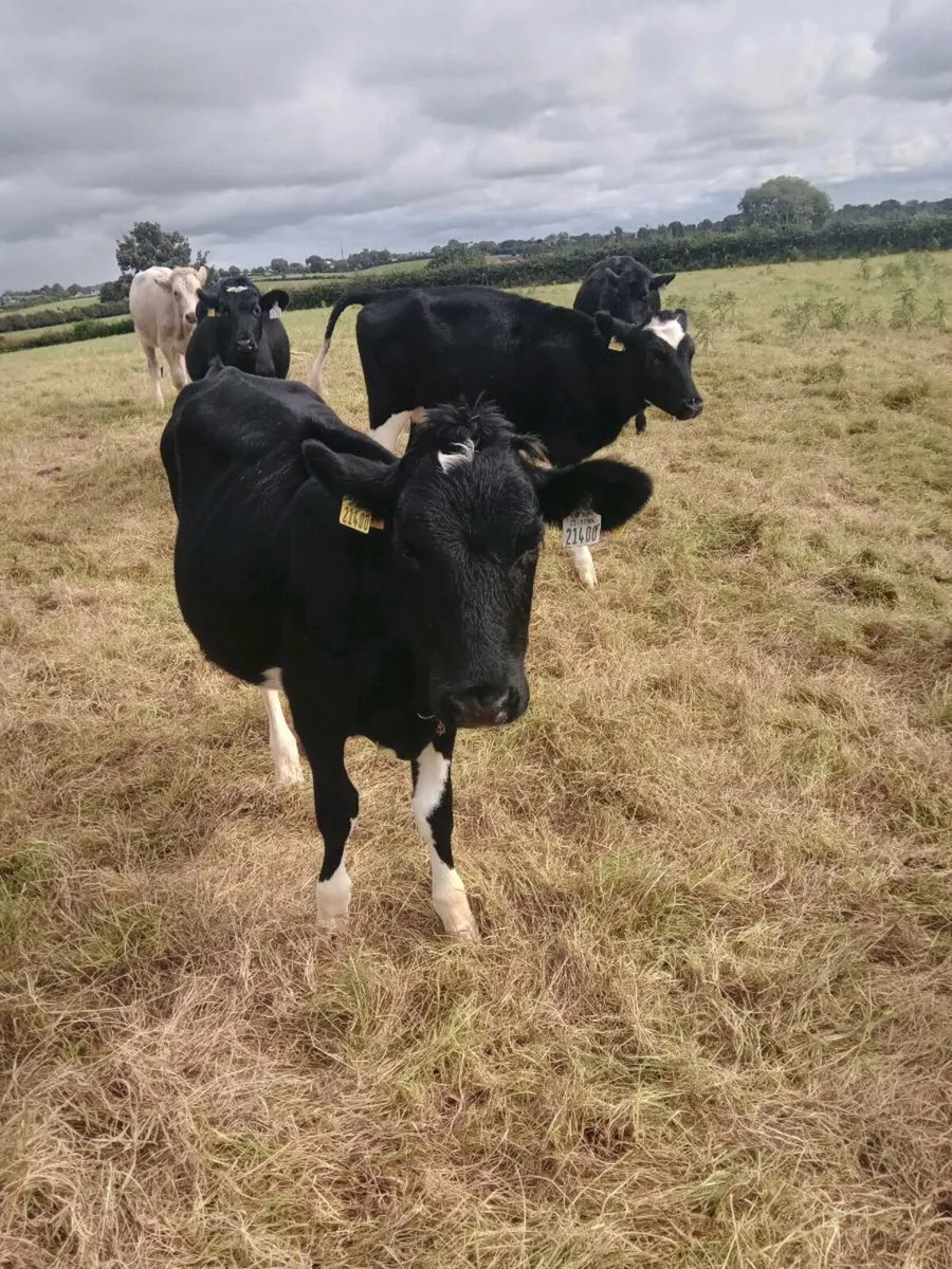 2 Fr Bull Weanlings - Image 1
