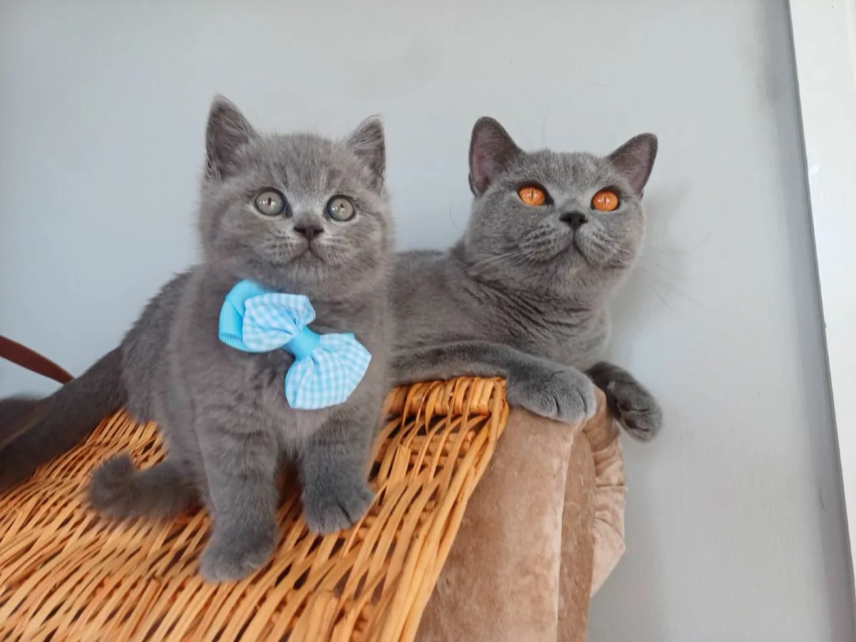 British   Shorthair kittens - Image 1